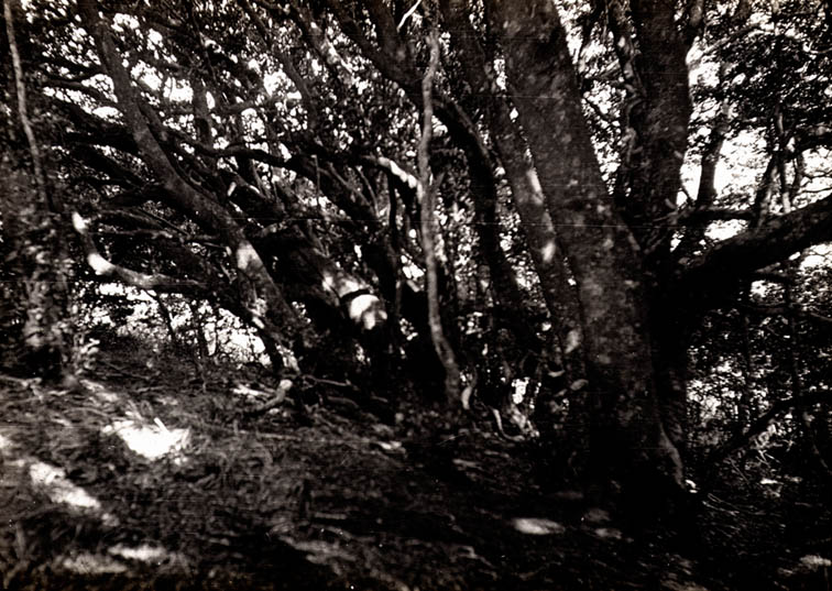 aextoxicon-bosque